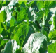 Image for CFO04F