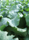 Image for CFO09F