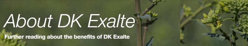 DK Exalate