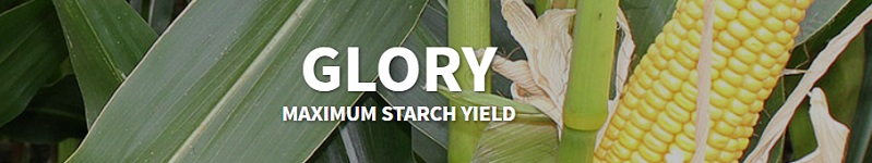 Glory Maize Seed Header