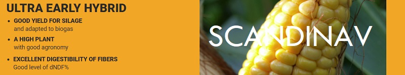 Scandinav Maize Header