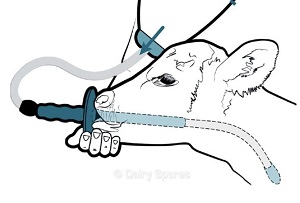 Calf Feeder line drawing